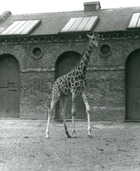 La girafe Maud, debout dans le paddock devant la maison des girafes, zoo de Londres, 1923
